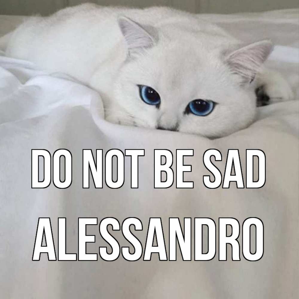 Greetings card с именем, Alessandro Do not be sad белый кот с голубыми глазами на белоснежной кровати Greetings with text for free download 