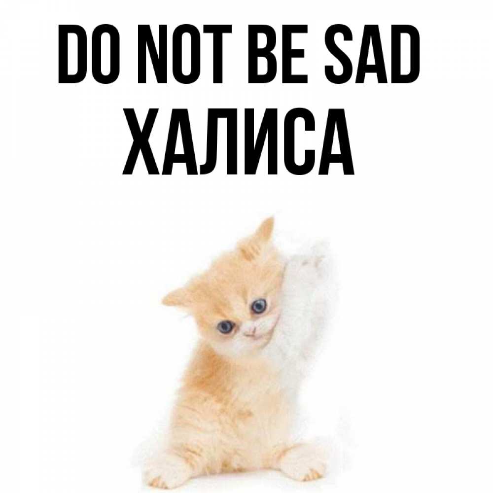 Greetings card с именем, ХАЛИСА Do not be sad просящий кот Greetings with text for free download 
