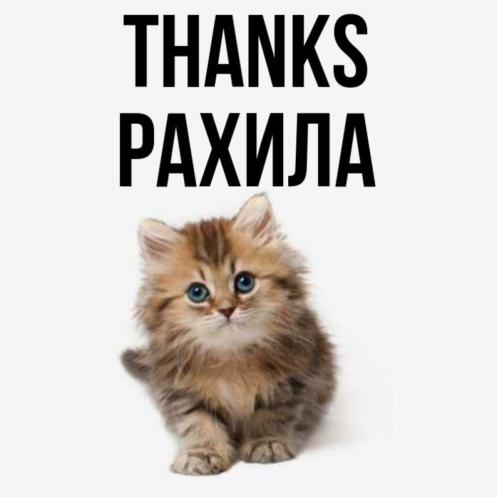 Greetings card с именем, РАХИЛА Thanks пушистый котик Greetings with text for free download 