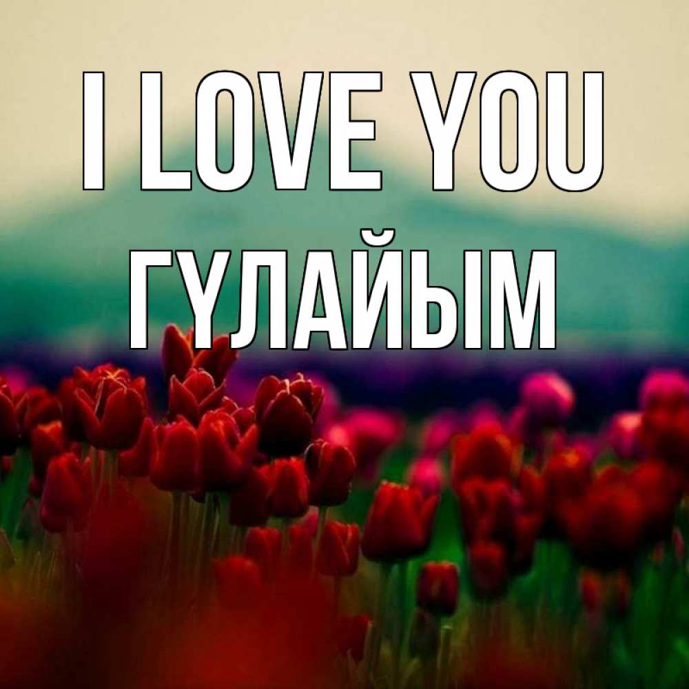 Greetings card с именем, ГҮЛАЙЫМ I love you тюльпаны 4 Greetings with text for free download 