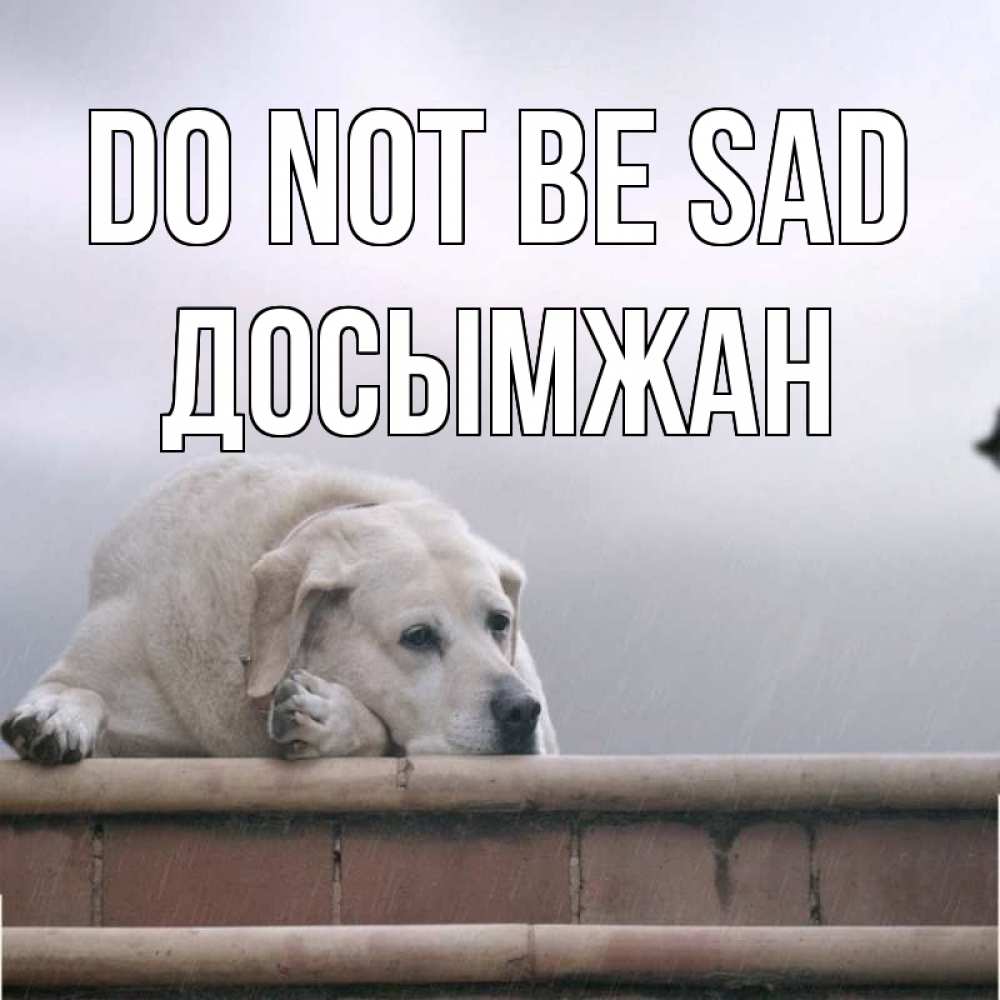 Greetings card с именем, Досымжан Do not be sad белый пес 1 Greetings with text for free download 