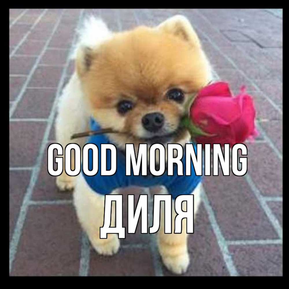 Greetings card с именем, Диля Good morning роза в зубах Greetings with text for free download 