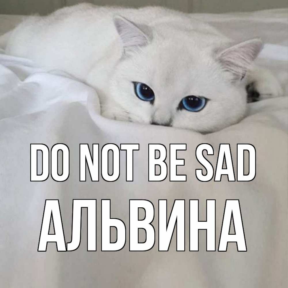 Greetings card с именем, Альвина Do not be sad белый кот с голубыми глазами на белоснежной кровати Greetings with text for free download 