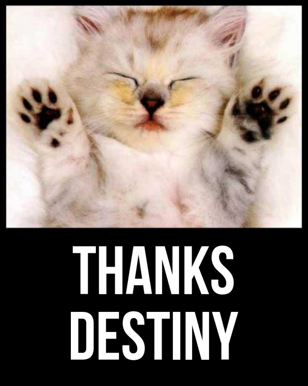 Greetings card с именем, Destiny Thanks маленький котенок Greetings with text for free download 