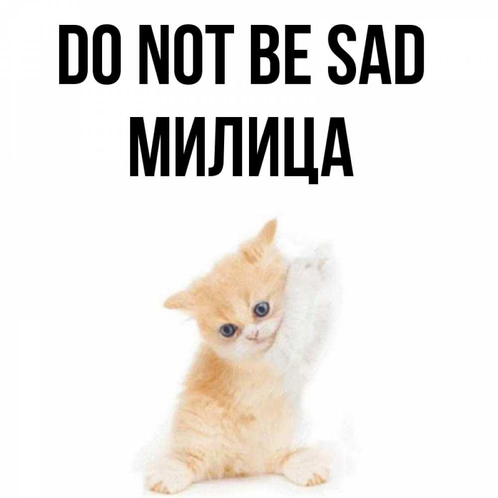 Greetings card с именем, Милица Do not be sad просящий кот Greetings with text for free download 