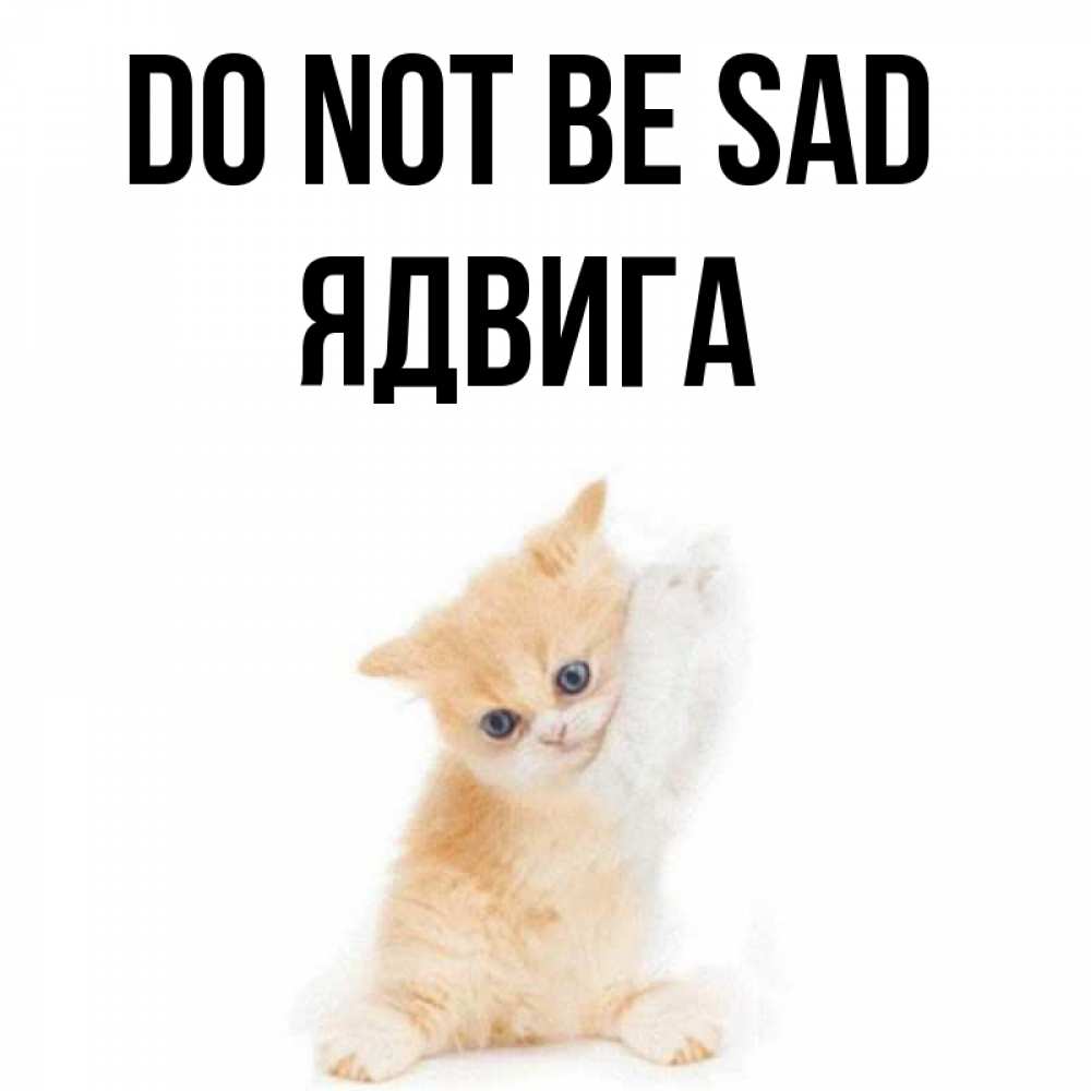 Greetings card с именем, Ядвига Do not be sad просящий кот Greetings with text for free download 
