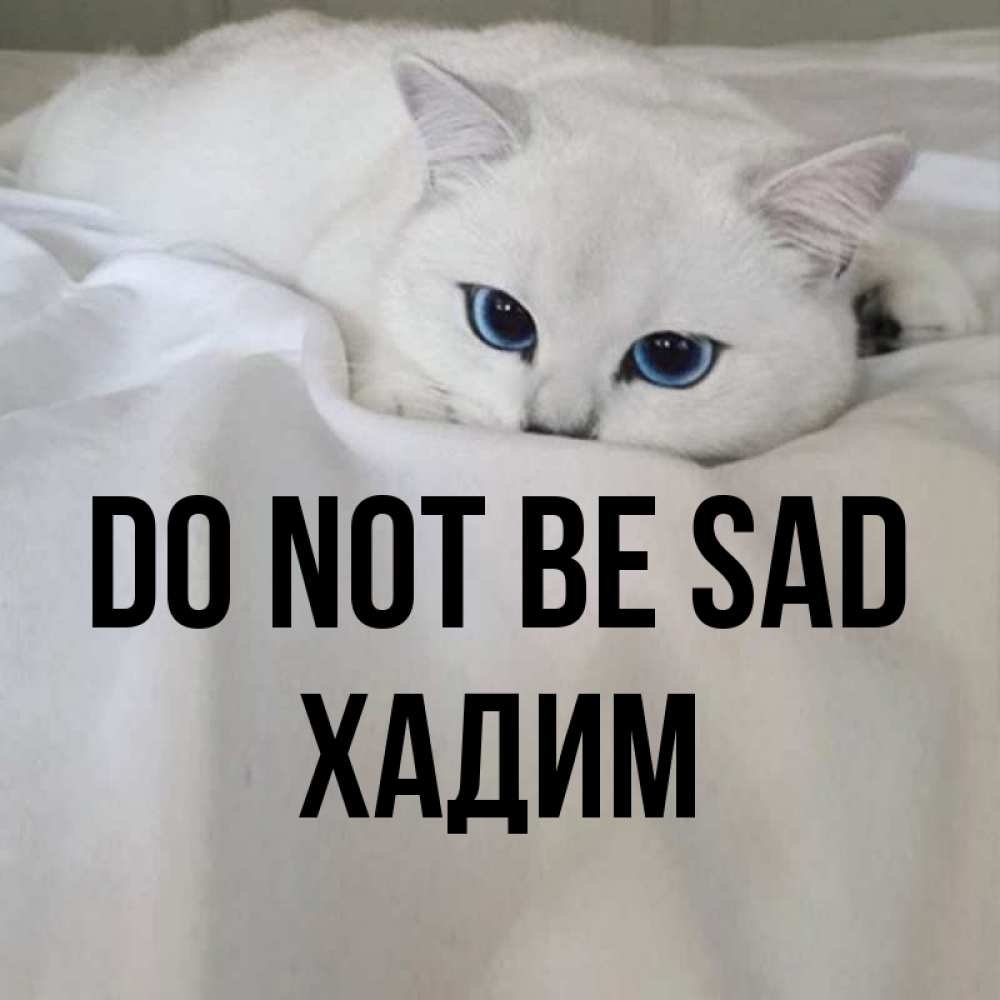 Greetings card с именем, ХАДИМ Do not be sad Голубоглазая кошка Greetings with text for free download 