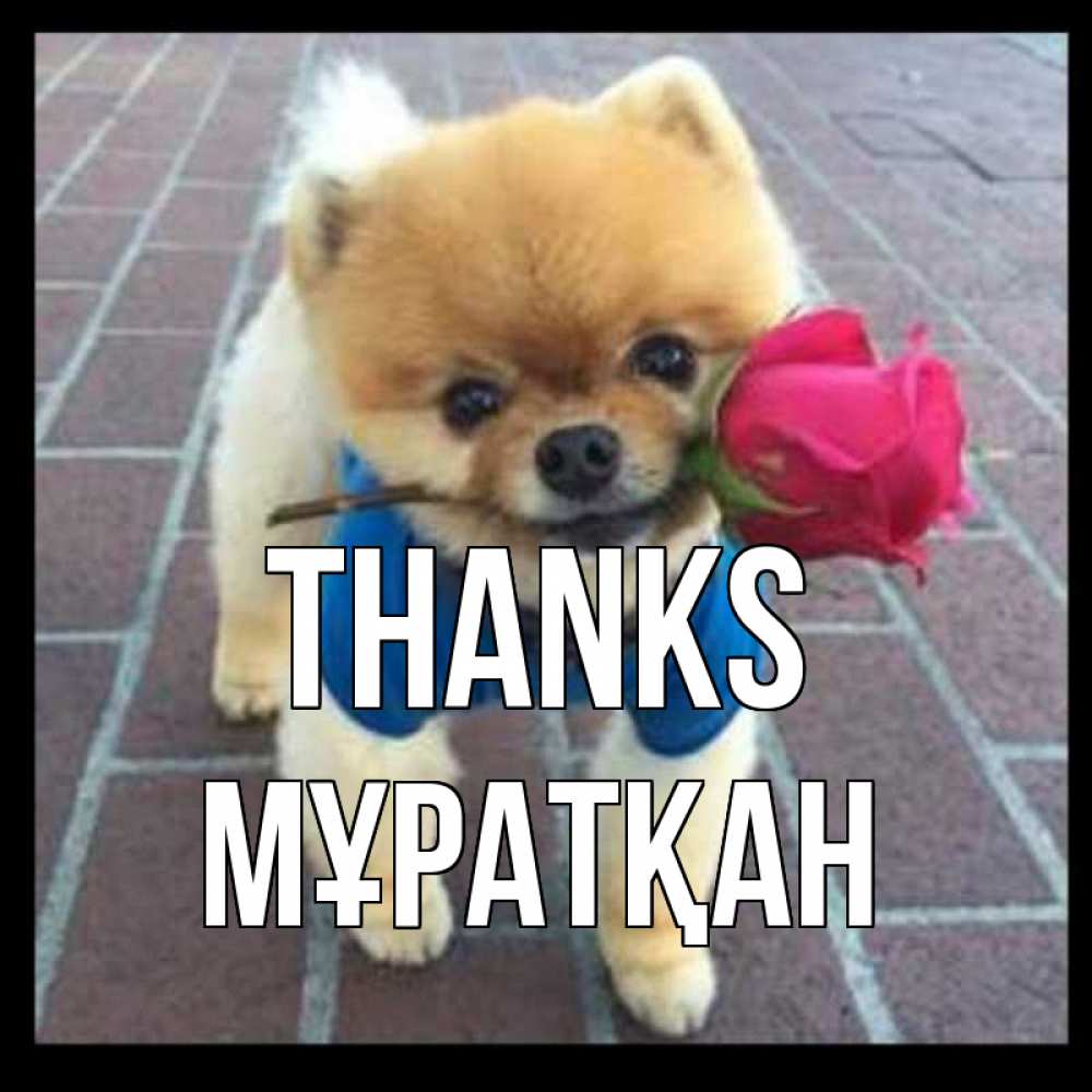 Greetings card с именем, Мұратқан Thanks спасибо и дарю тебе цветок Greetings with text for free download 
