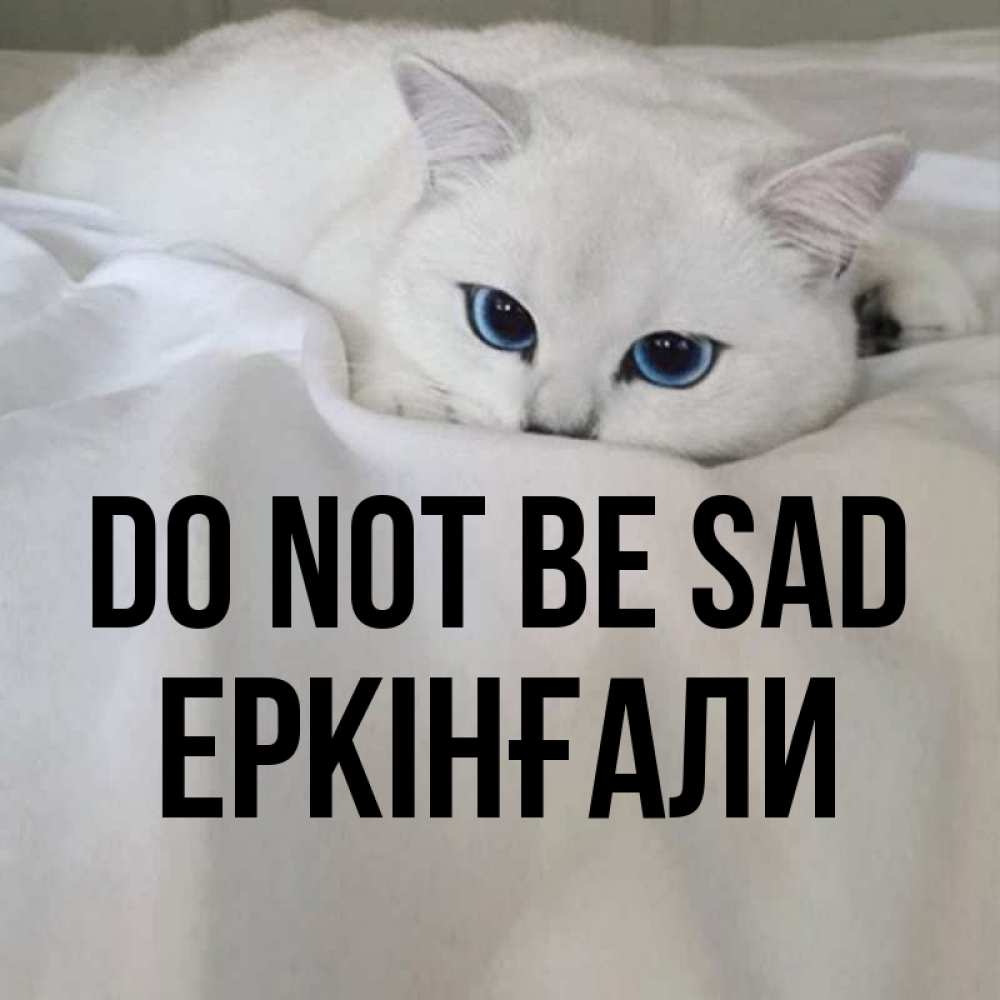Greetings card с именем, Еркінғали Do not be sad Голубоглазая кошка Greetings with text for free download 