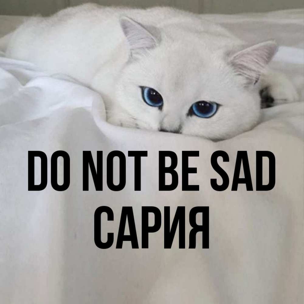 Greetings card с именем, САРИЯ Do not be sad Голубоглазая кошка Greetings with text for free download 