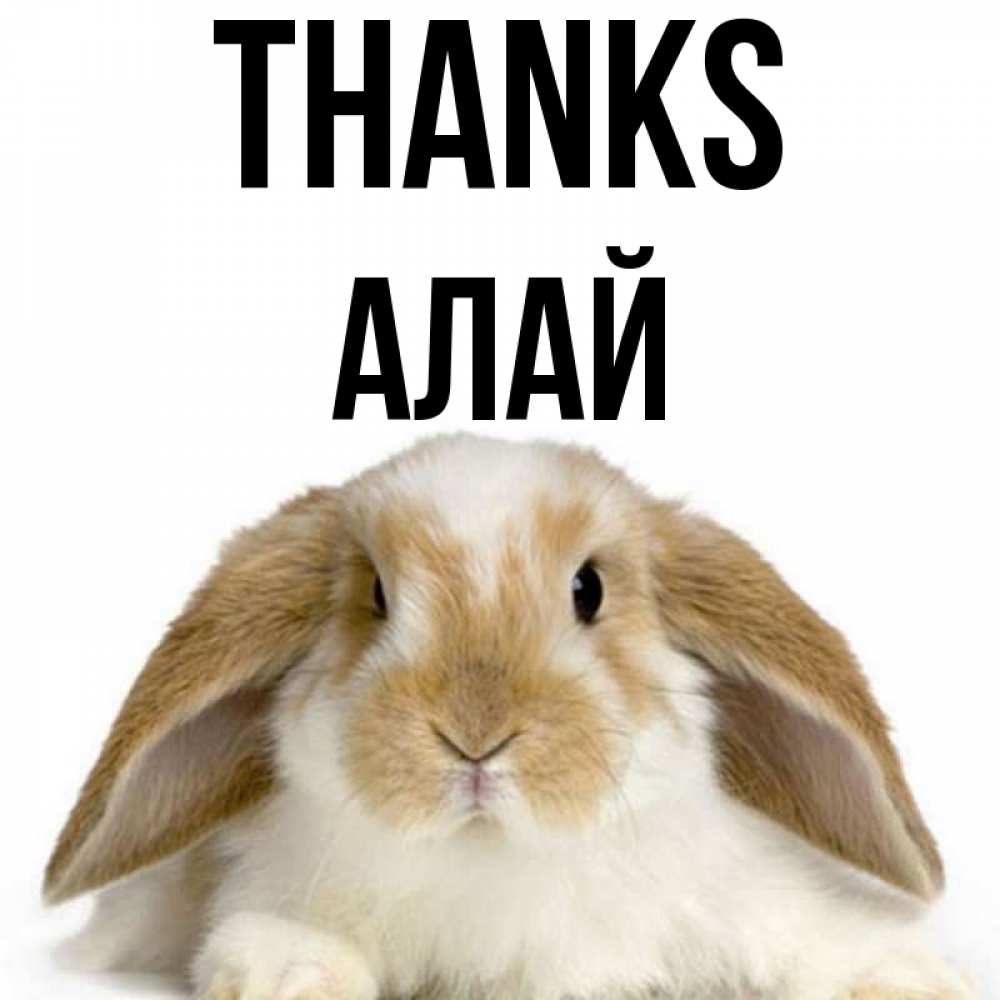Greetings card с именем, Алай Thanks коричнево белый заяц Greetings with text for free download 