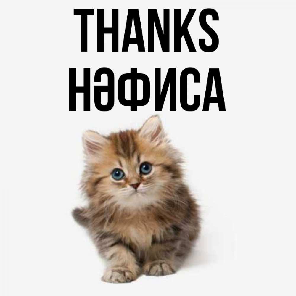 Greetings card с именем, НӘФИСА Thanks пушистый котик Greetings with text for free download 