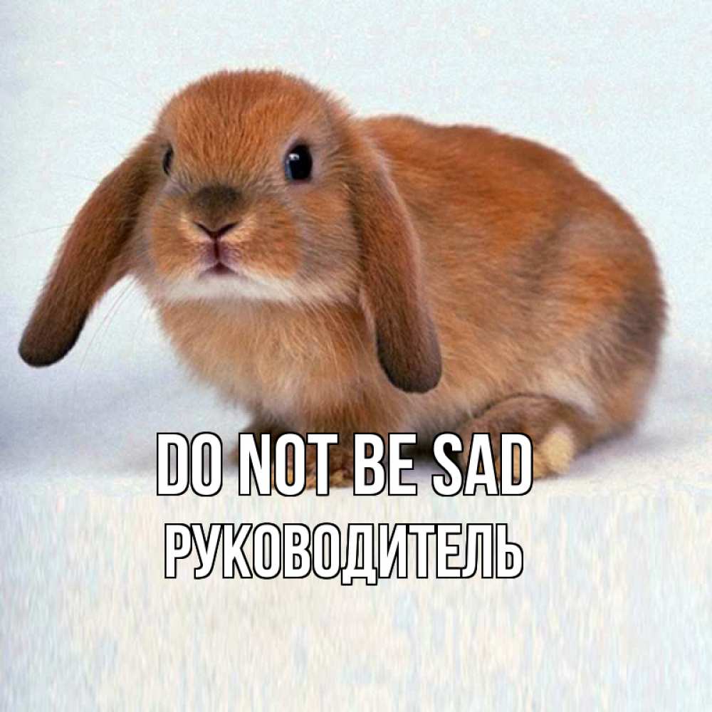 Greetings card с именем, Руководитель Do not be sad вислоухий рыжий кролик Greetings with text for free download 