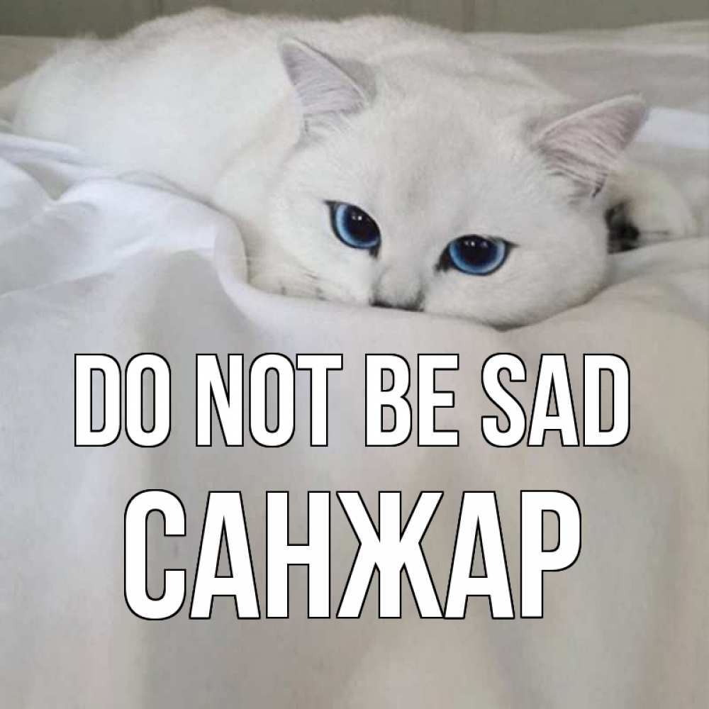 Greetings card с именем, САНЖАР Do not be sad белый кот с голубыми глазами на белоснежной кровати Greetings with text for free download 