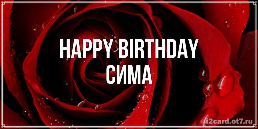 Greetings card с именем, Сима Happy Birthday крупная бордовая роза Greetings with text for free download 
