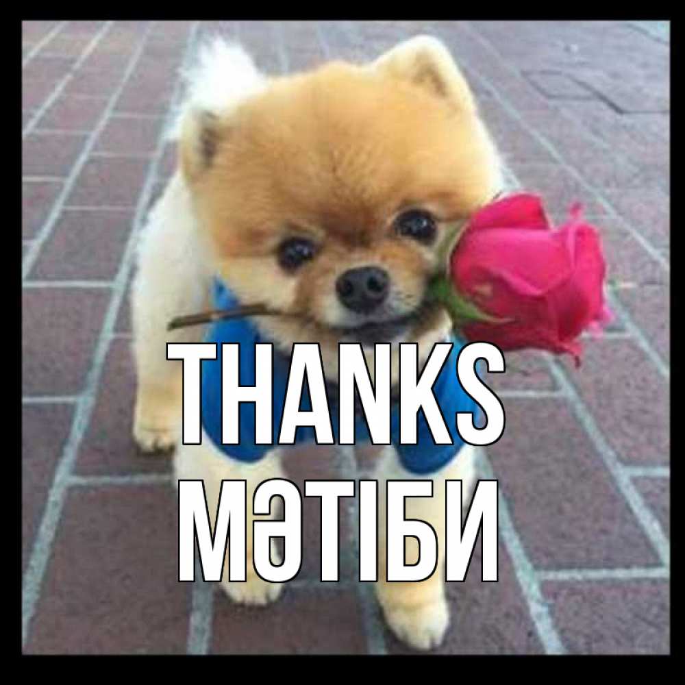 Greetings card с именем, МӘТІБИ Thanks спасибо и дарю тебе цветок Greetings with text for free download 