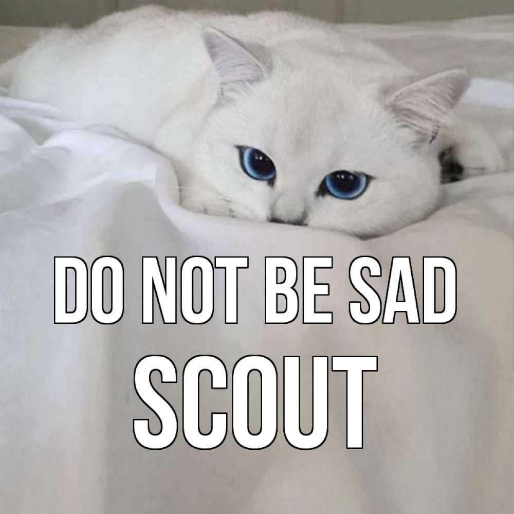 Greetings card с именем, Scout Do not be sad белый кот с голубыми глазами на белоснежной кровати Greetings with text for free download 