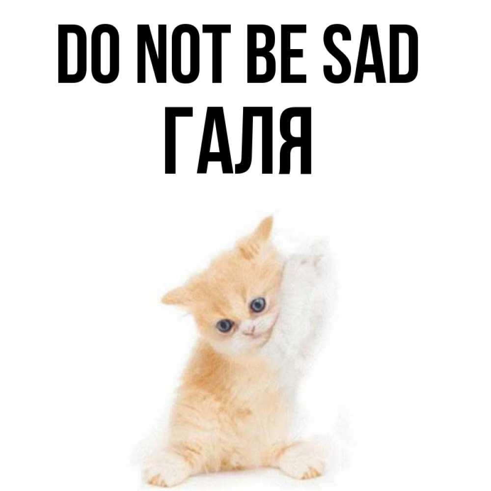 Greetings card с именем, Галя Do not be sad просящий кот Greetings with text for free download 