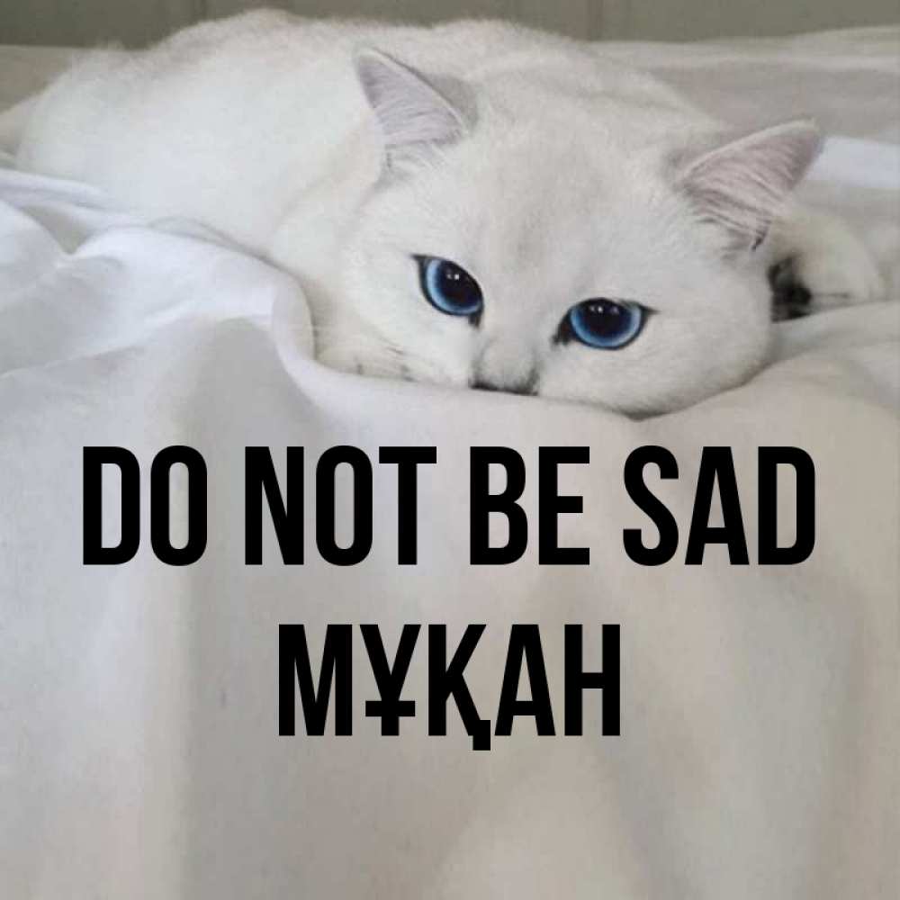 Greetings card с именем, Мұқан Do not be sad Голубоглазая кошка Greetings with text for free download 