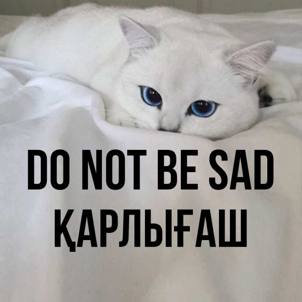 Greetings card с именем, ҚАРЛЫҒАШ Do not be sad Голубоглазая кошка Greetings with text for free download 