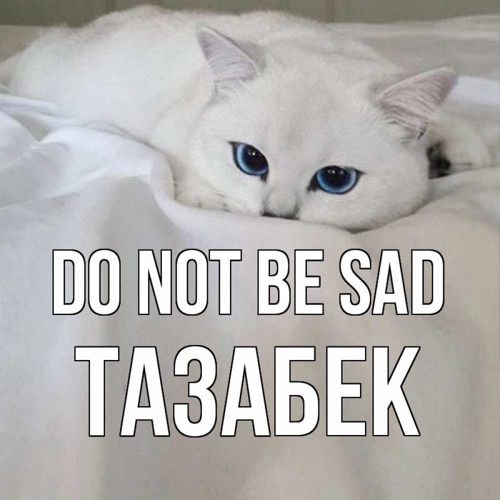 Greetings card с именем, ТАЗАБЕК Do not be sad белый кот с голубыми глазами на белоснежной кровати Greetings with text for free download 