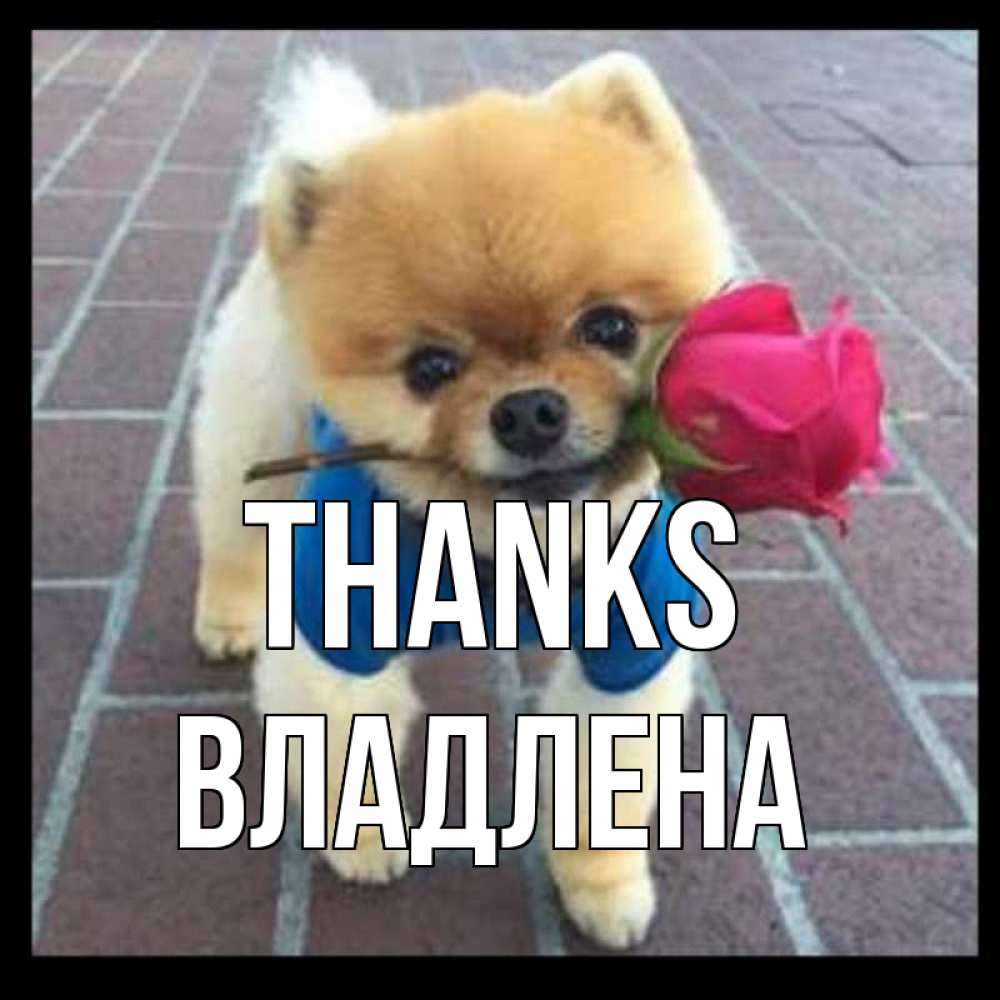 Greetings card с именем, Владлена Thanks спасибо и дарю тебе цветок Greetings with text for free download 