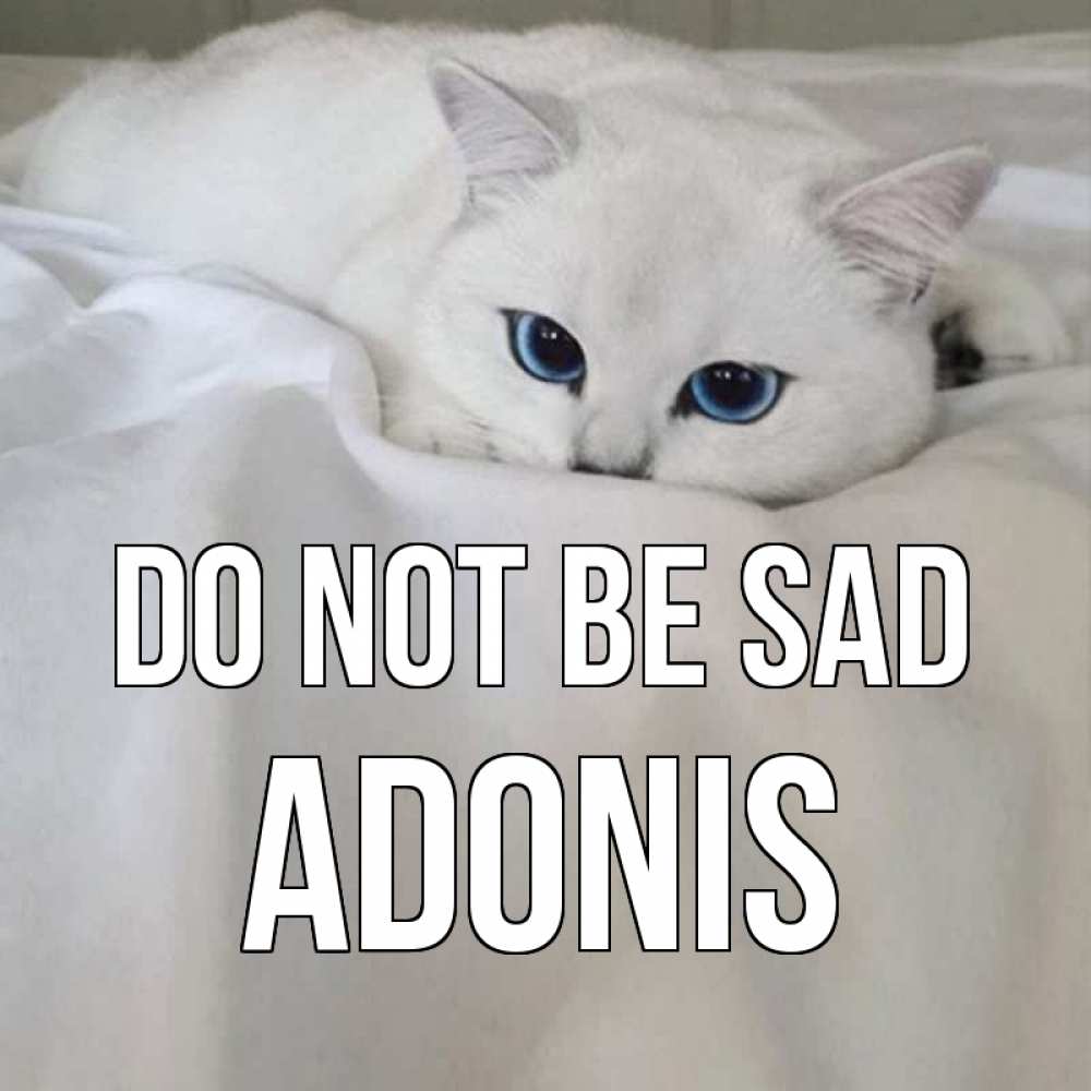 Greetings card с именем, Adonis Do not be sad белый кот с голубыми глазами на белоснежной кровати Greetings with text for free download 