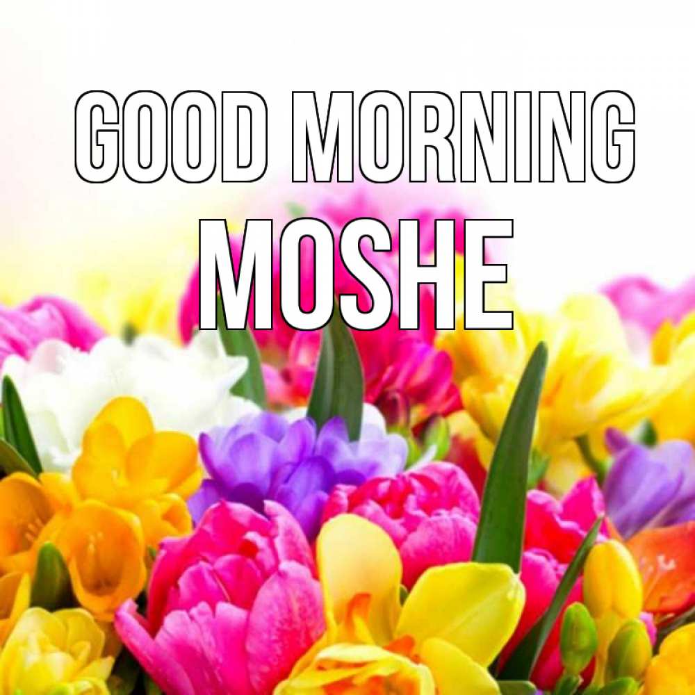 Greetings card с именем, Moshe Good morning создать открытку со свое подписью Greetings with text for free download 