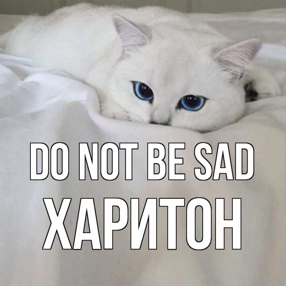 Greetings card с именем, Харитон Do not be sad белый кот с голубыми глазами на белоснежной кровати Greetings with text for free download 