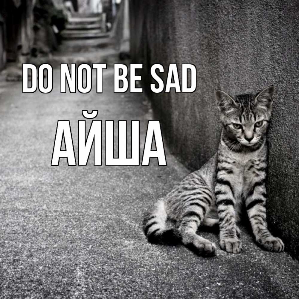 Greetings card с именем, АЙША Do not be sad скучающий котик Greetings with text for free download 
