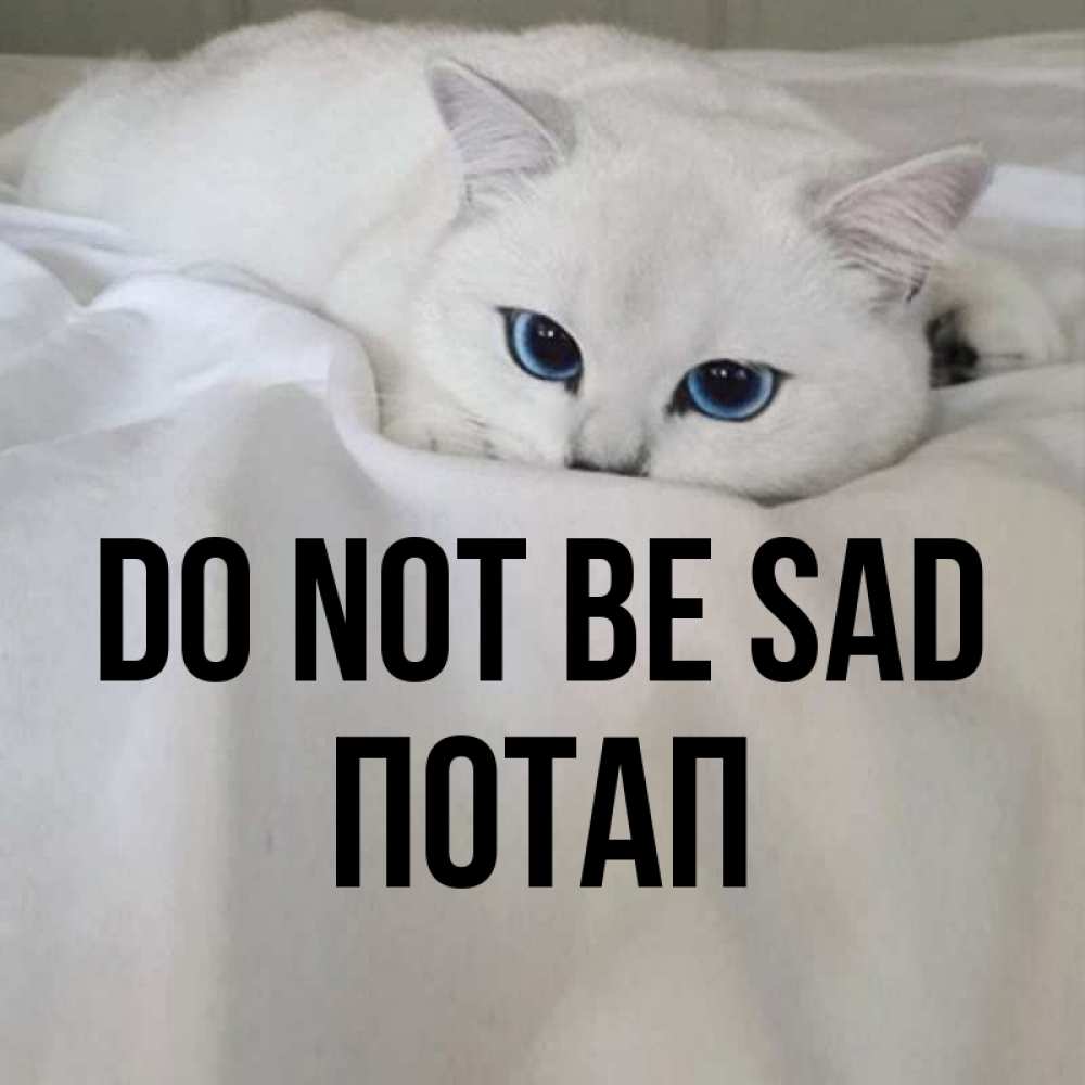 Greetings card с именем, Потап Do not be sad Голубоглазая кошка Greetings with text for free download 