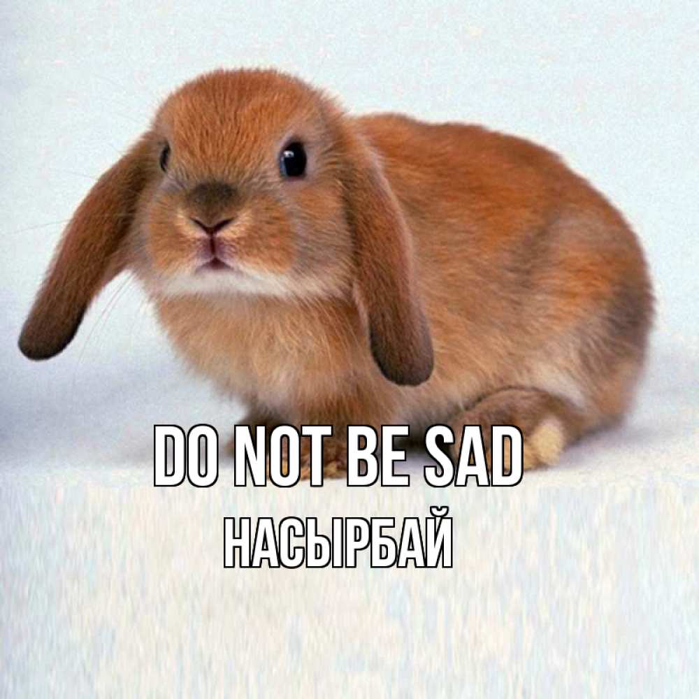 Greetings card с именем, Насырбай Do not be sad вислоухий рыжий кролик Greetings with text for free download 