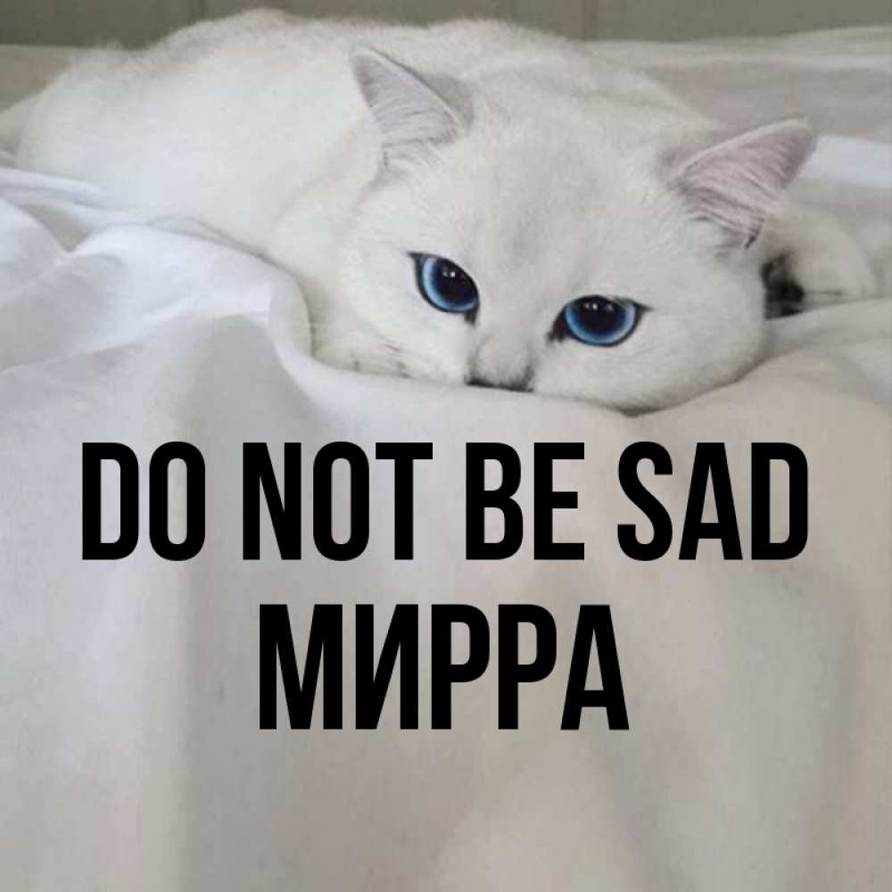 Greetings card с именем, Мирра Do not be sad Голубоглазая кошка Greetings with text for free download 