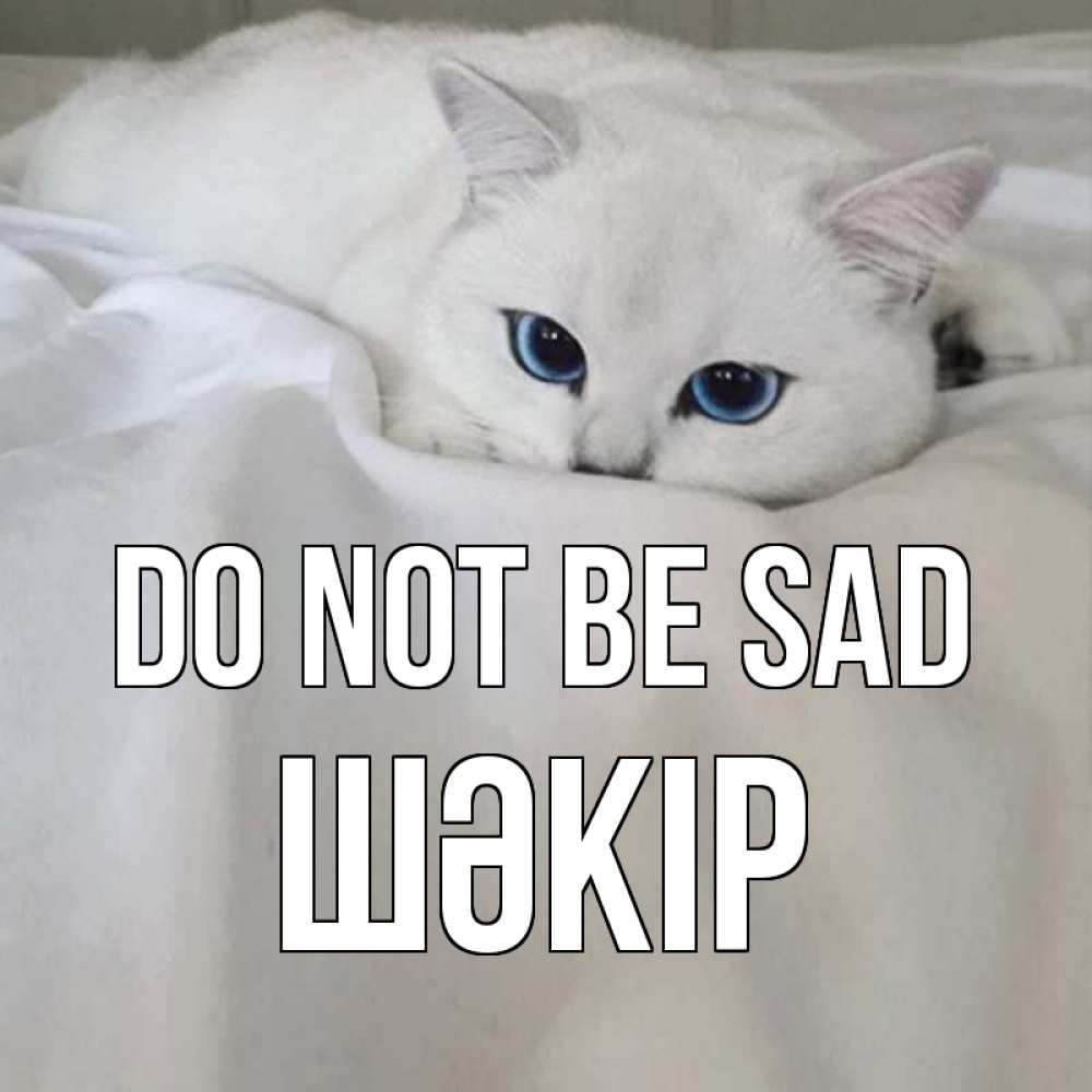 Greetings card с именем, ШӘКІР Do not be sad белый кот с голубыми глазами на белоснежной кровати Greetings with text for free download 