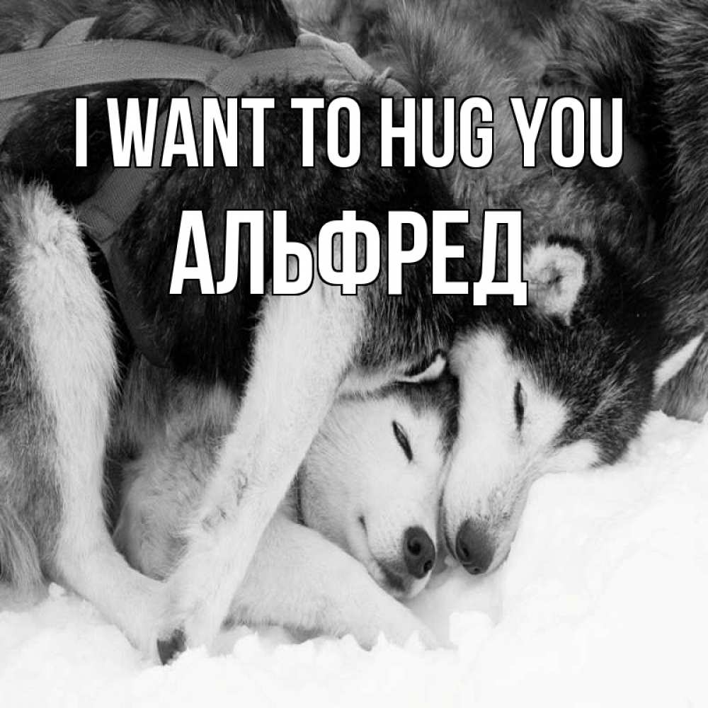 Greetings card с именем, Альфред I want to hug you собачки в упряжке Greetings with text for free download 