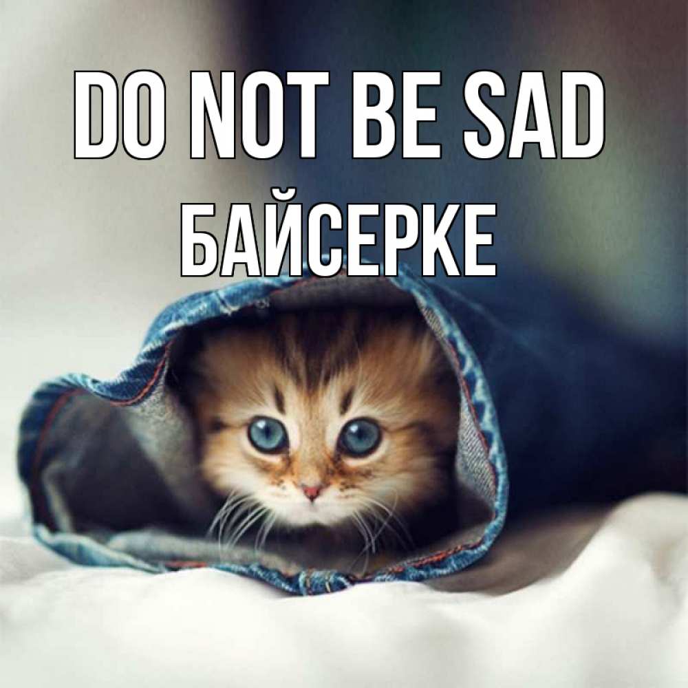 Greetings card с именем, Байсерке Do not be sad кот в одежде Greetings with text for free download 