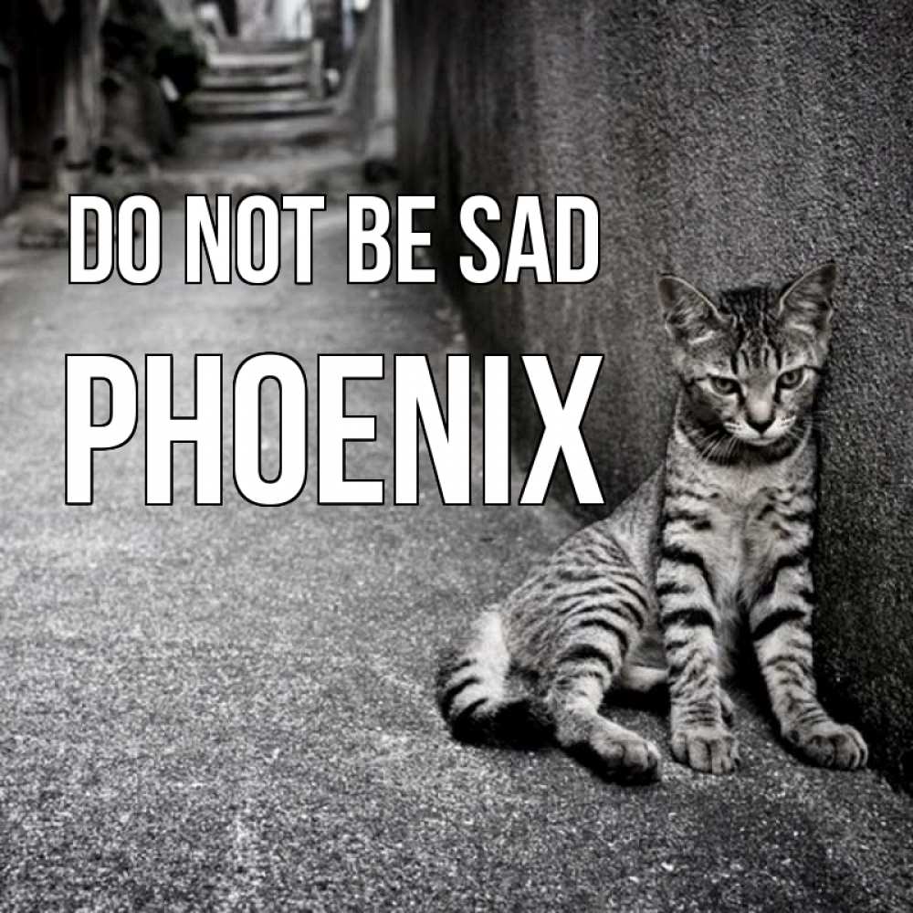Greetings card с именем, Phoenix Do not be sad скучающий котик Greetings with text for free download 