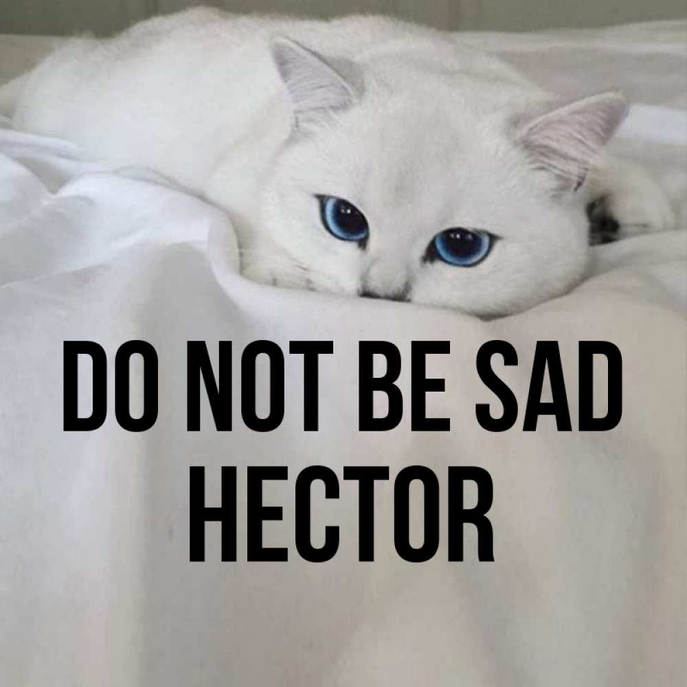 Greetings card с именем, Hector Do not be sad Голубоглазая кошка Greetings with text for free download 