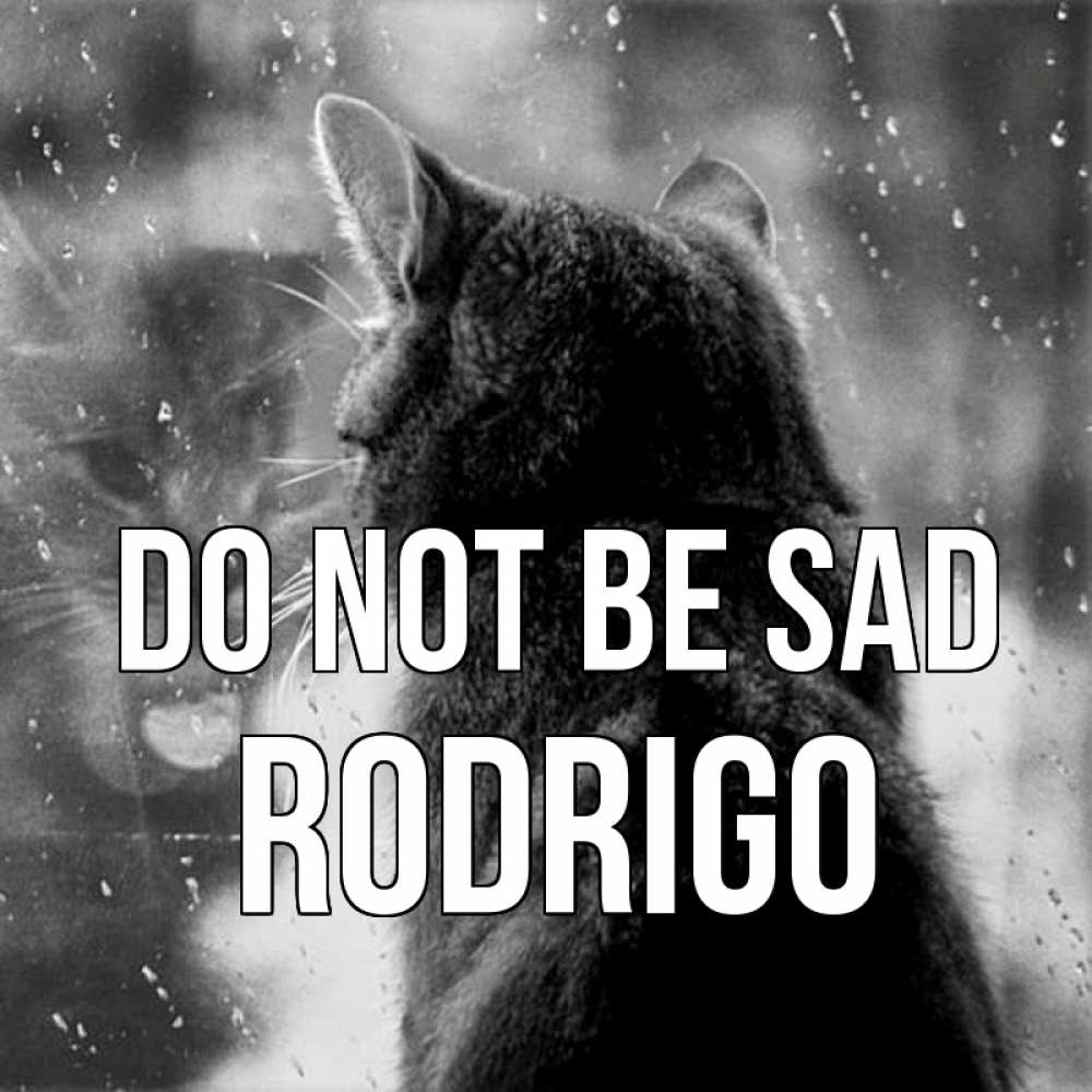 Greetings card с именем, Rodrigo Do not be sad отражение кота 1 Greetings with text for free download 