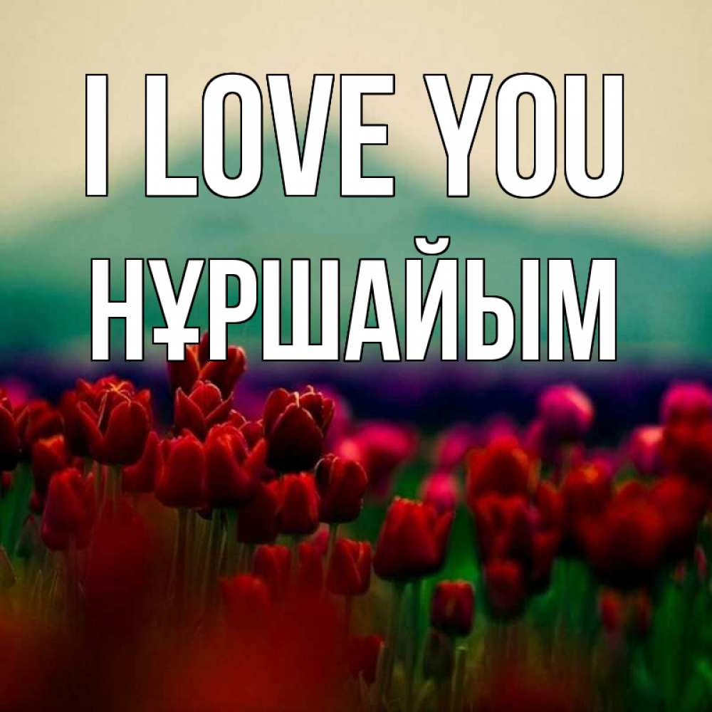 Greetings card с именем, НҰРШАЙЫМ I love you тюльпаны 4 Greetings with text for free download 