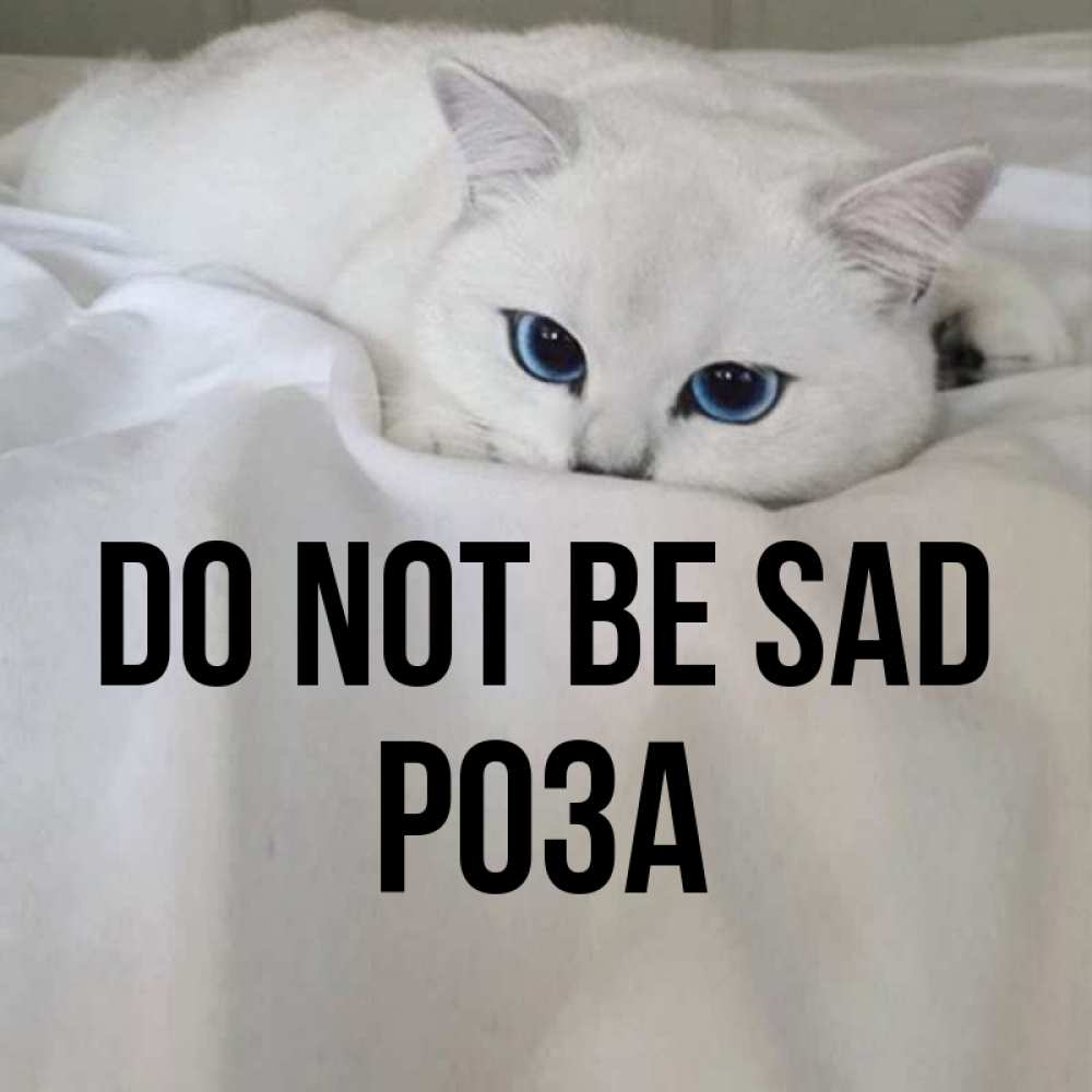 Greetings card с именем, РОЗА Do not be sad Голубоглазая кошка Greetings with text for free download 