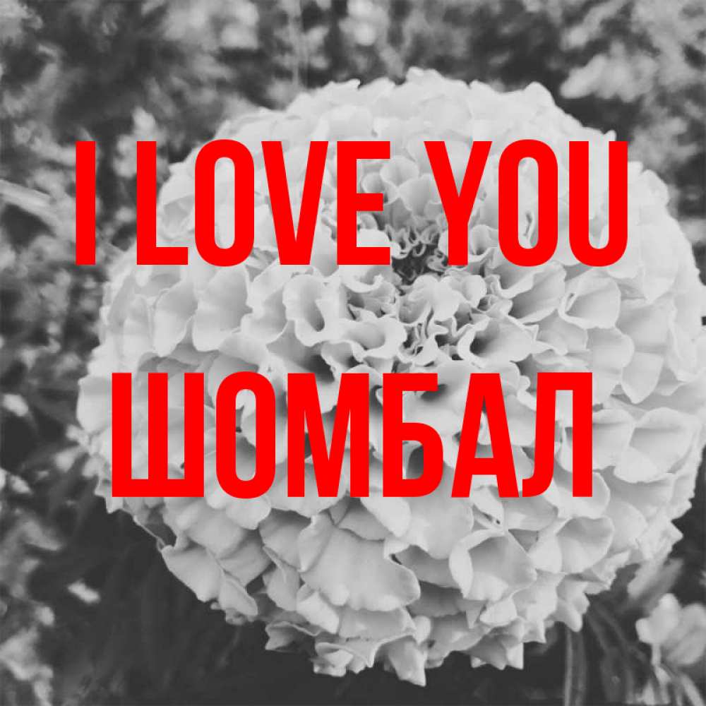 Greetings card с именем, ШОМБАЛ I love you подпись Greetings with text for free download 