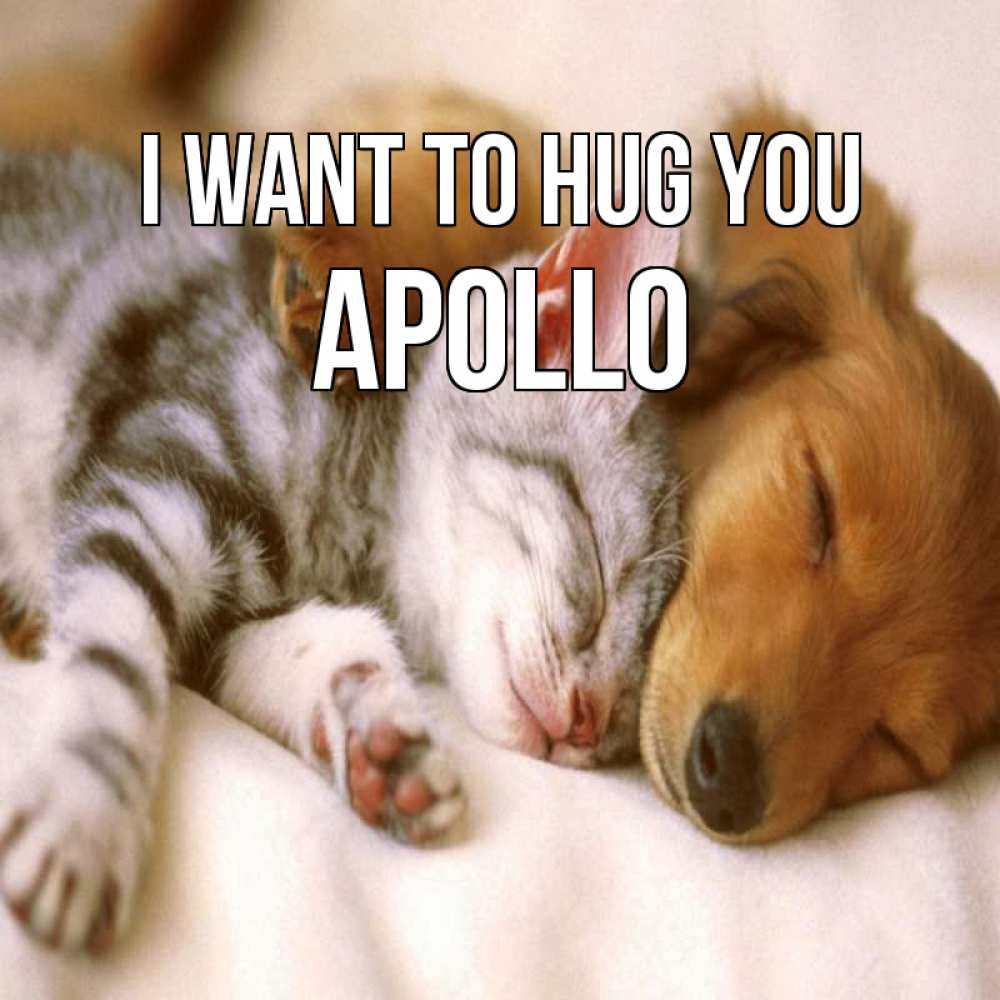 Greetings card с именем, Apollo I want to hug you пес и котенок Greetings with text for free download 