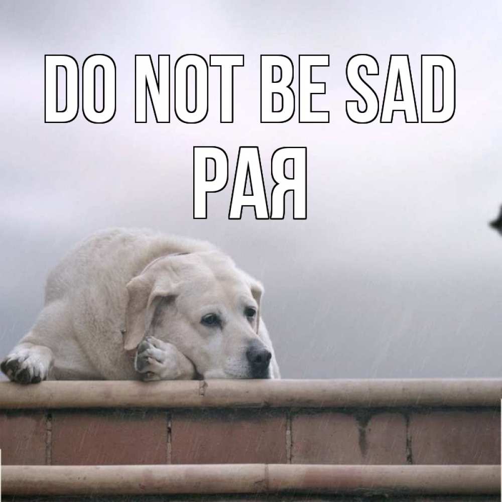 Greetings card с именем, Рая Do not be sad белый пес 1 Greetings with text for free download 