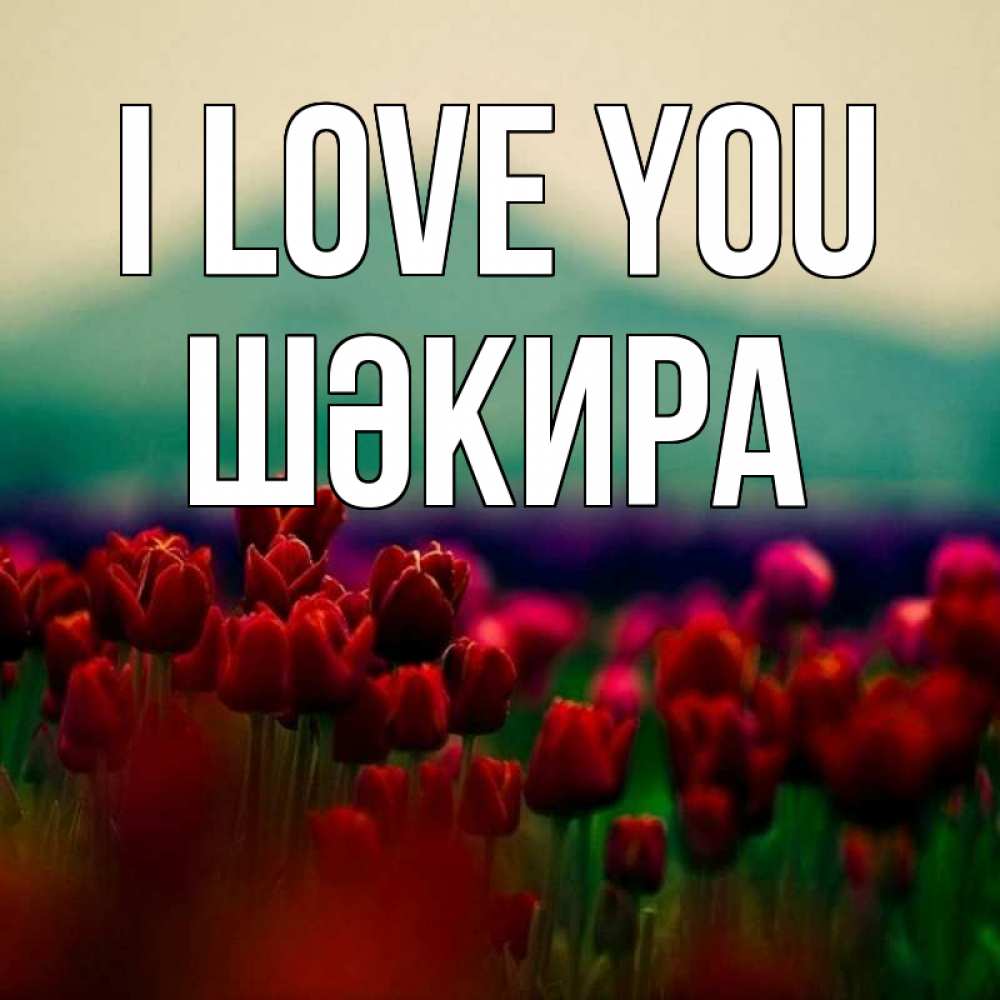 Greetings card с именем, ШӘКИРА I love you тюльпаны 4 Greetings with text for free download 