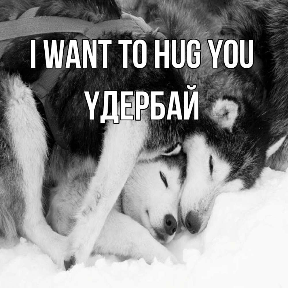 Greetings card с именем, ҮДЕРБАЙ I want to hug you собачки в упряжке Greetings with text for free download 