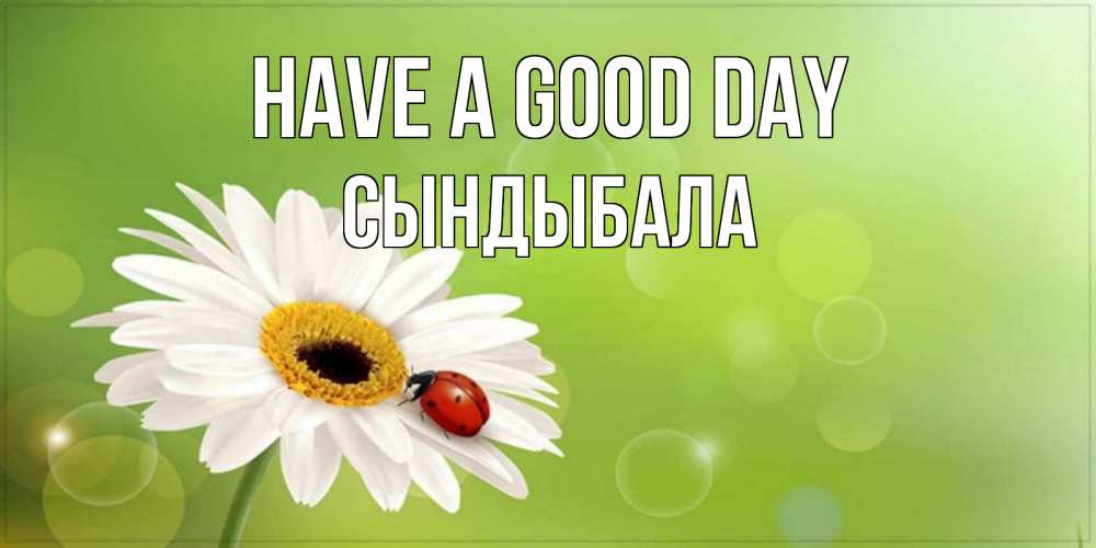 Greetings card с именем, СЫНДЫБАЛА Have a good day зеленый фон и ромашка Greetings with text for free download 