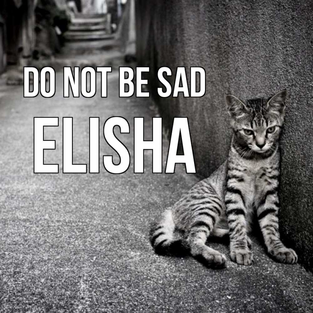 Greetings card с именем, Elisha Do not be sad скучающий котик Greetings with text for free download 