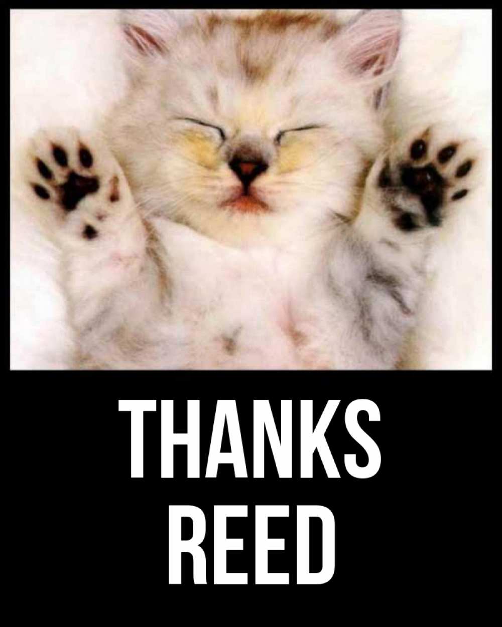 Greetings card с именем, Reed Thanks маленький котенок Greetings with text for free download 