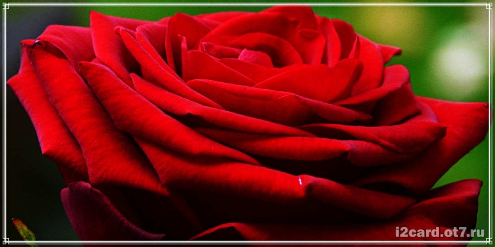 Открытка роза вид сбоку розочка очень красивая Happy Birthday 